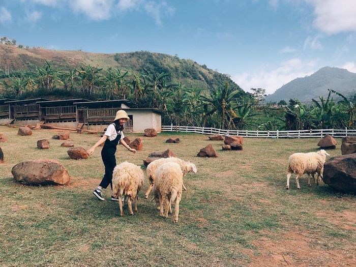 Ngoài ra, du khách còn có cơ hội trải nghiệm khu du lịch Mộc Châu Happy Land mới lạ giữa thung lũng rộng lớn ở bản Lùn, xã Mường Sang. Cảm giác hòa mình vào xứ sở thiên nhiên kỳ thú đặc trưng vùng Tây Bắc và vui đùa cùng những chú cừu đáng yêu là một dấu ấn thú vị. Ảnh: Diễm Quỳnh, Thu Vũ.