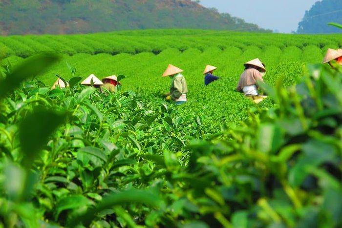 Mọi thứ nơi đây đều mộc mạc, bình dị khiến ta muốn thong dong giữa tiết trời se lạnh để ngắm nhìn những bản làng lấp ló đằng xa và chìm đắm trong nét đẹp lao động của những cô hái chè. Ảnh: Vforum, Wallpaperflare.