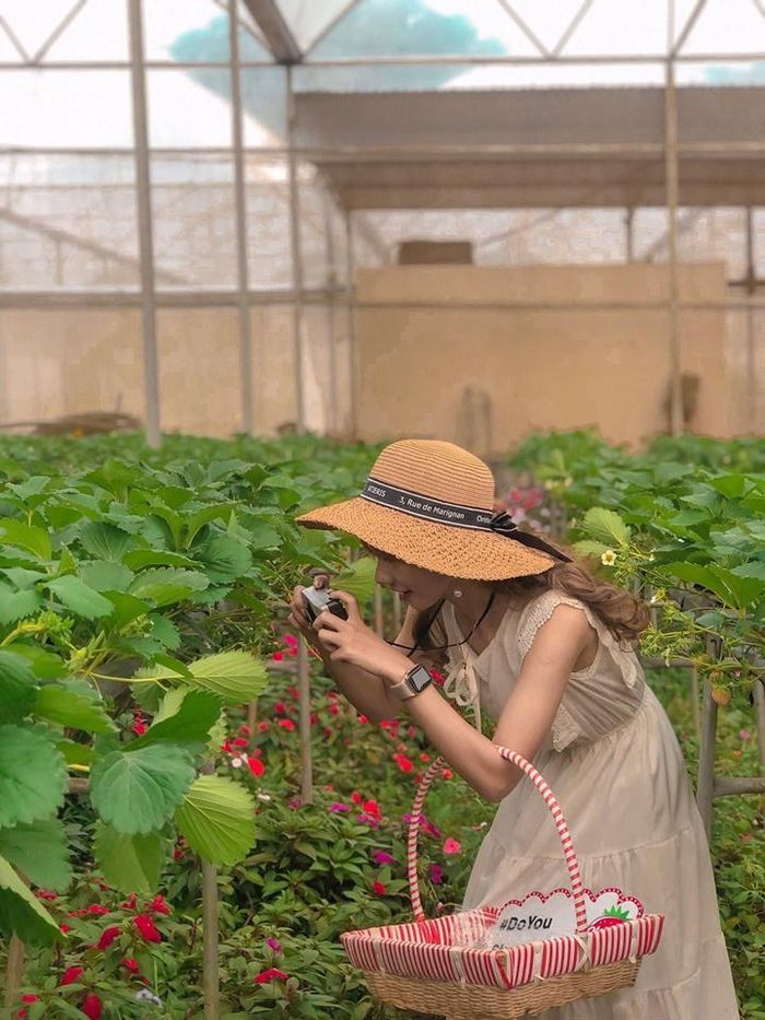 Đặc biệt hơn, ở gần rừng còn có một khu vườn dâu tây. Khu vườn ngập tràn những trái dâu chín mọng, rực đỏ mà ta có thể đến hái và thưởng thức. Những chiếc giỏ xinh hay bộ bàn ghế gỗ được bài trí nơi đây cũng là không gian sinh động để bạn lên ý tưởng chụp những tấm hình của mình. Ảnh: Danh Nam Travel, Vân Anh. 