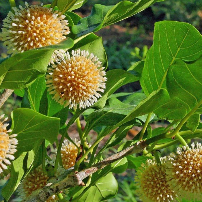 Với khả năng chịu được cả khô hạn và lũ lụt, cây gáo vàng còn được trồng tập trung để bảo vệ đất, nhất là các khu vực như bờ đê, lưu vực sông hay ven đường… Ảnh: pinimg.