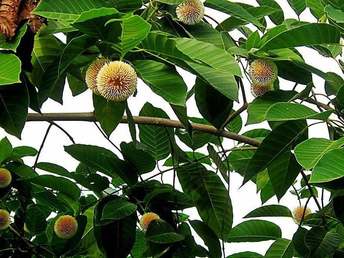 Cây gáo vàng phân bố ở vùng Nam Á, Đông Nam Á, đảo Papua New Guinea, và Úc. Ảnh: wikipedia.