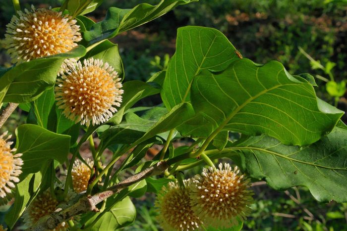 Gỗ của cây gáo vàng có thể sử dụng để chế tạo những đồ thủ công mỹ nghệ và những đồ gia dụng trong gia đình. Ảnh: wikimedia.