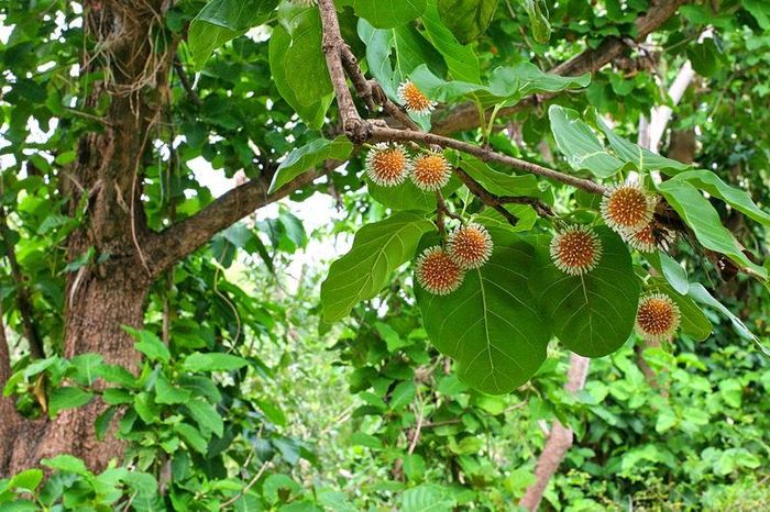 Cây gáo vàng là một loại cây nhiệt đới sinh trưởng nhanh, thích nghi với điều kiện khí hậu của Việt Nam. Cây gỗ lên cao thẳng đứng rất đẹp. Ảnh: google.