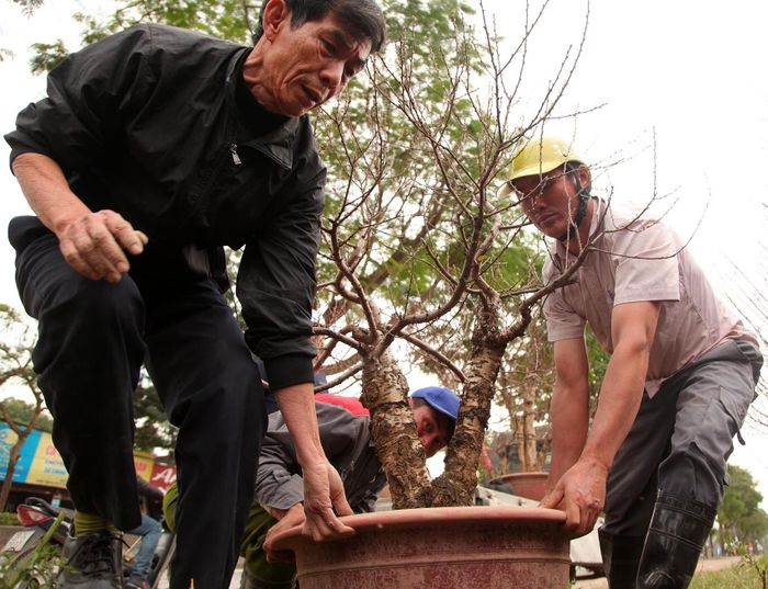  Tất bật cho những công đoạn chăm sóc cuối cùng. Ảnh VNN
