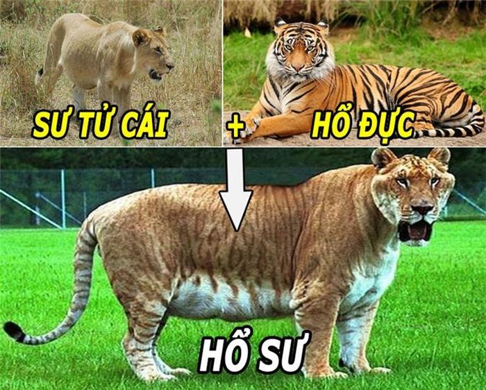 Việc lại tạo ra hổ sư.