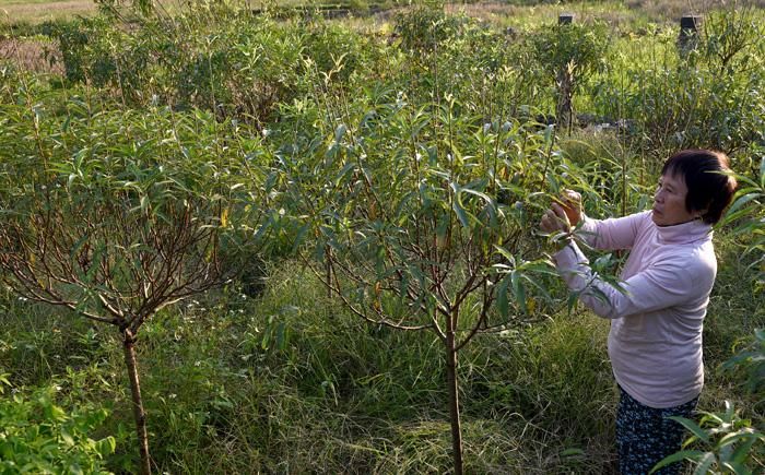 Bà Nguyễn Thị Hiến, tổ 9 bứt lá đào, nhằm kích thích đào ra hoa, nhú lộc đúng dịp Tết.