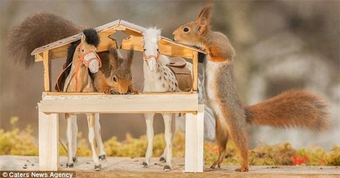 Hai con sóc tò mò chơi đùa trong chuồng ngựa. (Nguồn: Daily Mail)