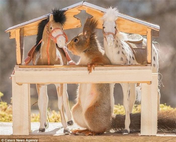 Bức ảnh ngộ nghĩnh ghi lại cảnh tượng sóc chui vào chuồng cùng hai “chú ngựa”. (Nguồn: Daily Mail)