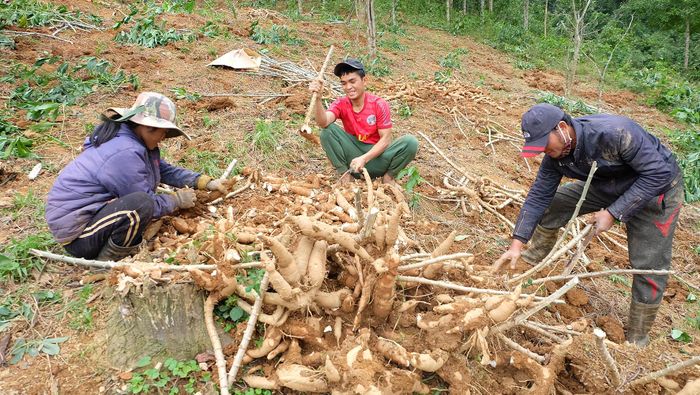 Nông dân xã Húc tập trung thu hoạch sắn niên vụ 2018 - 2019 - Ảnh: T.T