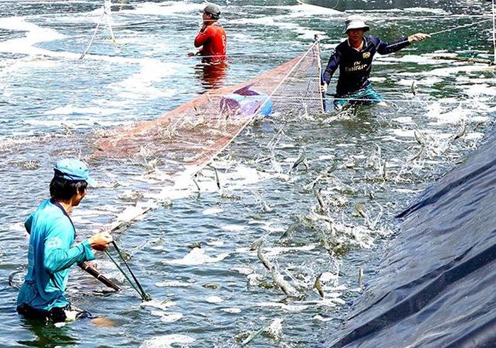 Cà Mau đặt mục tiêu đưa kim ngạch ngành tôm lên 3 tỷ USD năm 2030