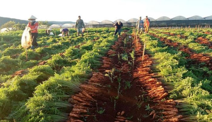 Liên kết chuỗi sản xuất, tiêu thụ cà rốt ở HTX Phước Lộc, xã Xuân Thọ, Đà Lạt. Ảnh: V.Việt