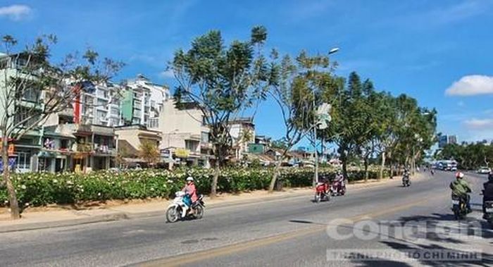 Vườn hoa Cẩm Tú Cầu bên đường ấp Ánh Sáng - Đà Lạt được trồng luân phiên, thay đổi theo các mùa hoa tô điểm cho thành phố