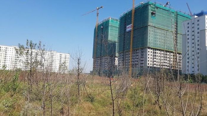 Hàng nghìn gốc đào ở cánh đồng Đông Ngạc bị héo lá, mục rễ.