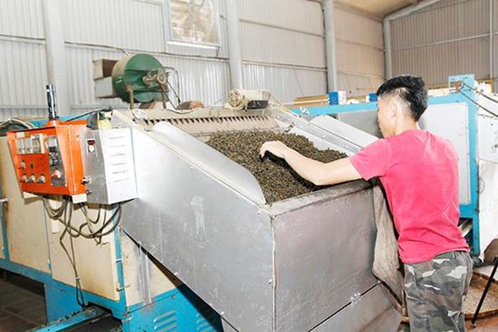 Công nhân Công ty TNHH Trà Thu Đan vận hành dây chuyền chế biến chè.