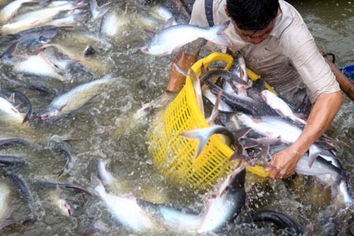 Nguồn cung tăng, trong khi thị trường nhập khẩu đang siết chặt khiến ca tra gặp khó