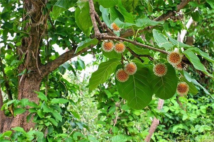 Cây gáo vàng là một loại cây nhiệt đới sinh trưởng nhanh, thích nghi với điều kiện khí hậu của Việt Nam. Cây gỗ lên cao thẳng đứng rất đẹp. Ảnh: google. 
