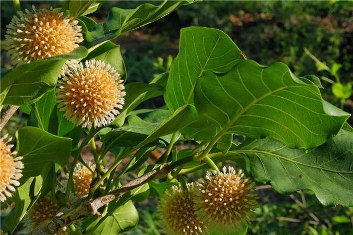 Gỗ của cây gáo vàng có thể sử dụng để chế tạo những đồ thủ công mỹ nghệ và những đồ gia dụng trong gia đình. Ảnh: wikimedia.