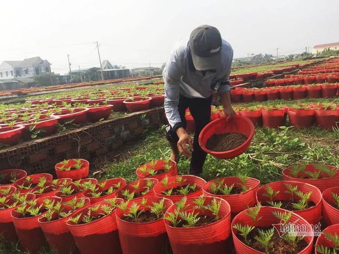 Cặm cụi bón phân.