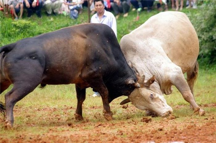 Hầu hết những con bò tham gia kịch đấu đều là những con bò bình thường vẫn cùng người nông dân bầu bạn trên đồng. Trước trận đấu, những con bò khỏe nhất, tốt nhất, dũng mãnh nhất sẽ được lựa chọn. Chúng đấu cặp theo số thứ tự, con nào thắng sẽ tiếp tục được vào vòng trong. (Nguồn Sina)