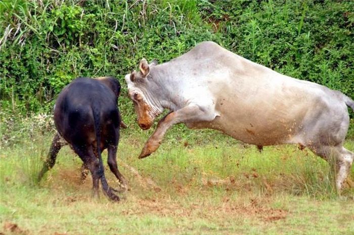 Trước mỗi trận chọi bò diễn ra, người ra sẽ nổ pháo để khích lệ nhuệ khí của những con bò, kích thích tính hiếu chiến của chúng và cũng khiến không khí thêm phần sôi động, náo nhiệt hơn. (Nguồn Sina)