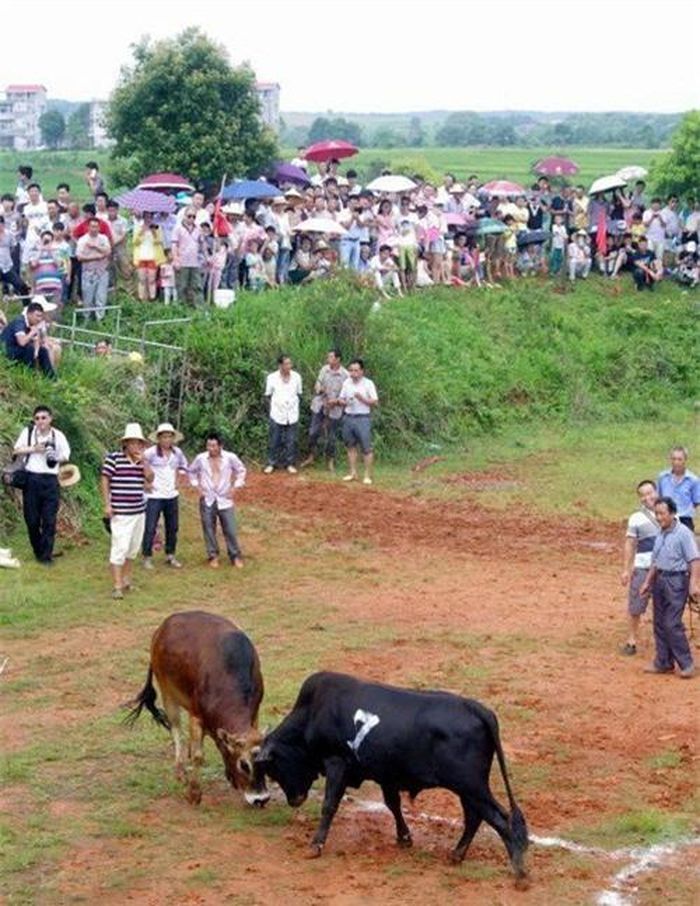 Những màn chọi bò như thế này thông thường chỉ khiến cho những con bò tham gia thi đấu sứt đầu mẻ trán, máu me đầy mặt hoặc gẫy chân. Tuy nhiên đôi khi những đòn hiểm khiến có con gia súc số khổ bỏ mạng ngay trên sân. (Nguồn Sina)