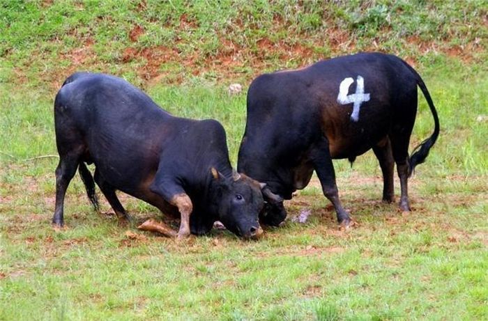 Những con bò khi vào vòng đấu sẽ trở nên điên cuồng, sau vài vòng thăm dò đối phương, chúng lao vào nhau một cách mạnh mẽ, dùng đầu húc đối phương rất khốc liệt. (Nguồn Sina)