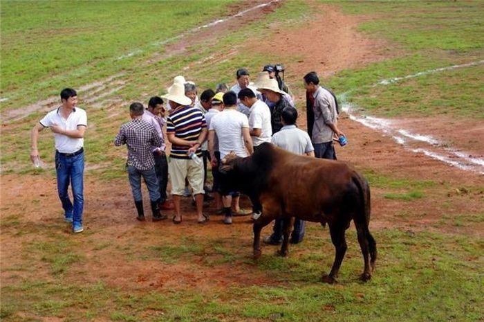 Hàng năm, cứ vào dịp này người dân lại tổ chức lễ Cật tân, có nghĩa là lễ "Ăn phần mới". Vào dịp này người dân sẽ sắm lễ để dâng lên Bồ Tát, mong rằng thần linh sẽ phù hộ độ trì cho dân làng mưa thuận gió hòa, có sức khỏe, mùa màng bội thu. (Nguồn Sina)