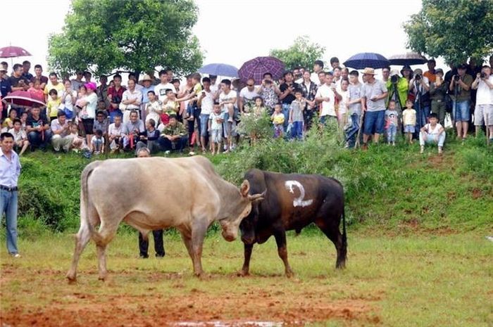 Mặc dù chứa đựng nhiều rủi ro, có thể mất đi con bò tốt nhất trong gia đình nhưng người dân địa phương vẫn hào hứng tham gia, cổ vũ lễ hội chọi bò độc đáo này, mặc cho những lời phản đối của những người yêu động vật cho rằng không nên lấy tính mạng, sức khỏe của động vật ra làm thú vui cho con người. (Nguồn Sina)