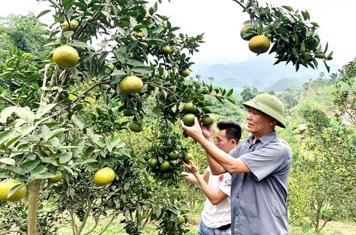 Già làng Lý Văn Sơn (ngoài cùng bên phải) hướng dẫn người dân cách trồng, chăm sóc cam. 