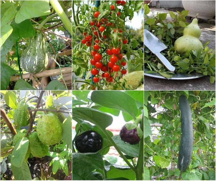 Những "tình yêu" nở hoa kết trái của người làm vườn đô thị 
