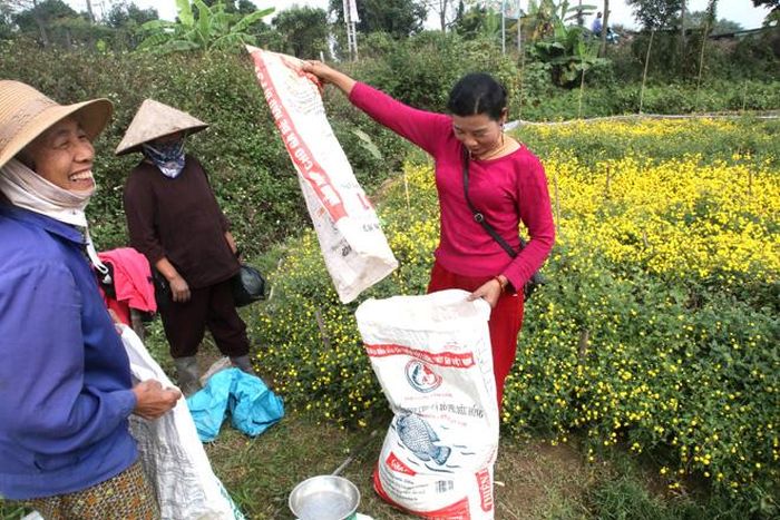 Năm nay, cúc chi được mùa được giá. Cuối buổi sáng và chiều, nhiều lái buôn đến tận cánh đồng thu mua hoa tươi.