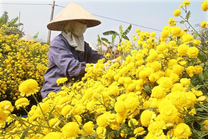 Hoa dùng làm trà uống vì có tác dụng dễ ngủ, thanh nhiệt, tiêu độc, mát gan... Đây là nguồn thu nhập chính của người dân thôn Nghĩa Trai.