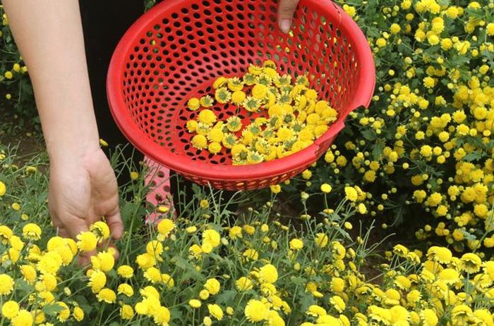 Hoa sau khi hái được sấy khô dùng làm trà hoặc bán cho các hiệu thuốc. Giá hoa tươi khoảng 30.000 - 35.000 đồng/kg,