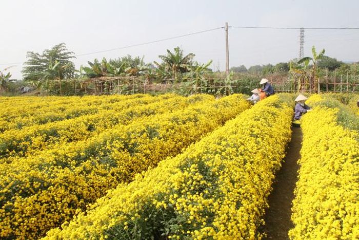 Người dân thôn Nghĩa Trai trồng cúc "tiến vua" để làm dược liệu nên cây được chăm bón rất cẩn thận.