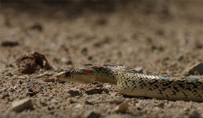  Lúc đó, con rắn độc âm hiểm cũng đã tới sát lãnh thổ của mẹ con nhà sóc. 