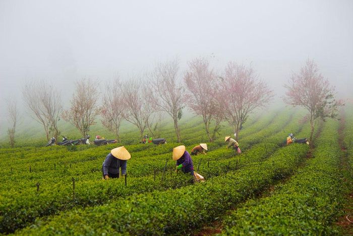 Gặp ngày thời tiết đẹp, du khách không chỉ được ngắm và chụp hình với mai anh đào mà còn có cơ hội ngắm cảnh sương mây giăng lối khiến khung cảnh thêm huyền ảo. Ảnh: ĐTC
