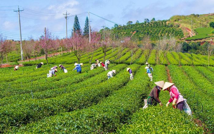 Công nhân hái chè dưới những tán hoa anh đào hồng rực. Ảnh: ĐTC