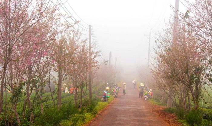 Những cây mai anh đào được trồng để tạo tán và trang trí thành từng hàng dài bung nở cùng một lúc tạo cho khung cảnh nơi đây thêm sinh động và lãng mạn. Ảnh: ĐTC