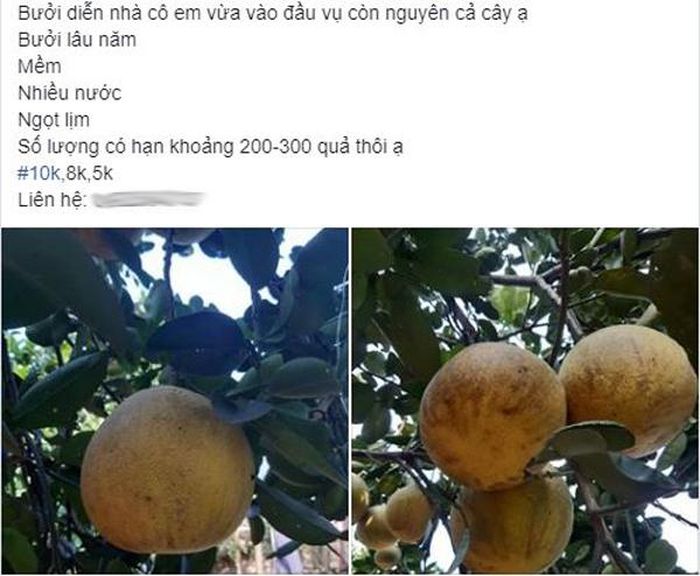 Nhiều người rao bán bưởi Diễn với giá chỉ 5.000 đồng/quả.