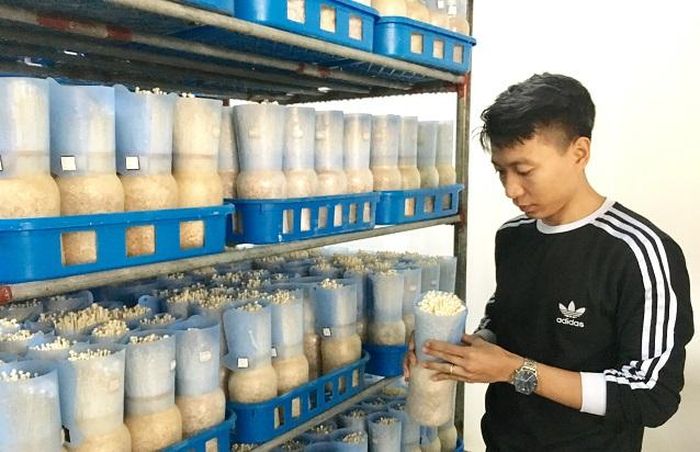 Anh Lê Tiến Thành kiểm tra chất lượng nấm. Ảnh: Trọng Tùng