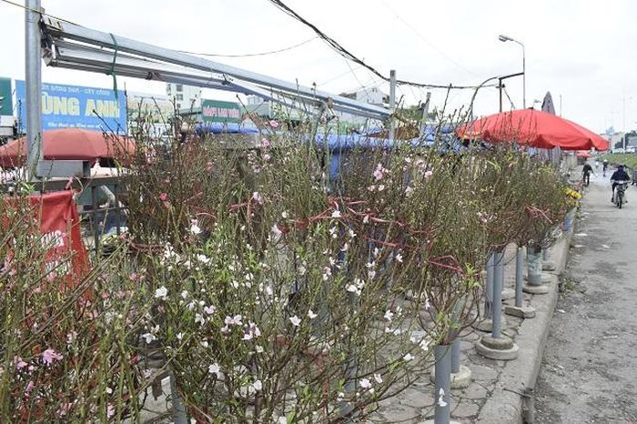 Nhiều người dân di chuyển qua khu vực chợ hoa Quảng Bá bất ngờ và thích thú trước những cành đào nở sớm.