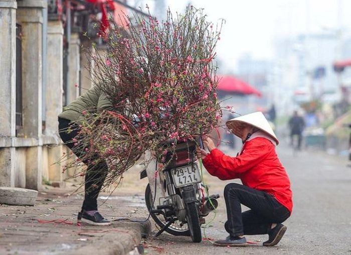 Đào nở sớm xuống phố.