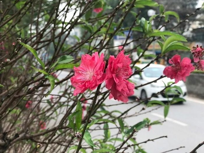 Thời điểm này, hầu hết các vườn đào vừa thực hiện xong việc tuốt lá để đào nở đúng dịp Tết.