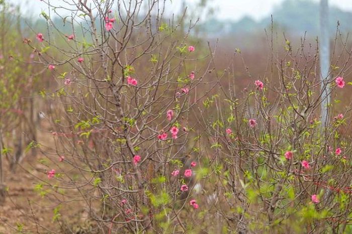 Tại một vườn đào Nhật Tân đã xuất hiện nhiều cây đào nở sớm.