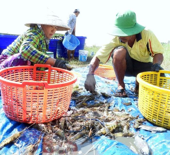 Thương lái rửa sạch và phân loại tôm càng xanh trước khi đưa đi tiêu thụ.