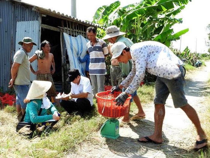 Gia đình bà Nguyễn Thị Cực thả nuôi 6,2 triệu tiền giống, sau gần 6 tháng thu được hơn 180 kg tôm, tổng thu hơn 21 triệu đồng.