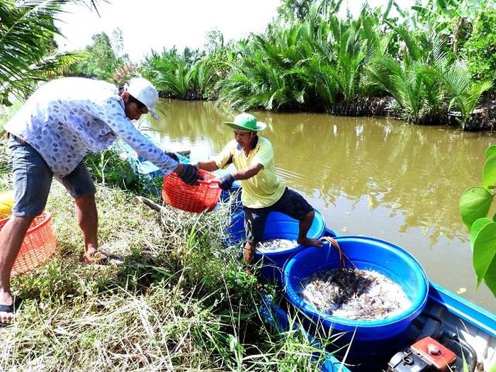 Vận chuyển tôm càng xanh tươi sống xuống ghe trước khi đưa đi tiêu thụ.