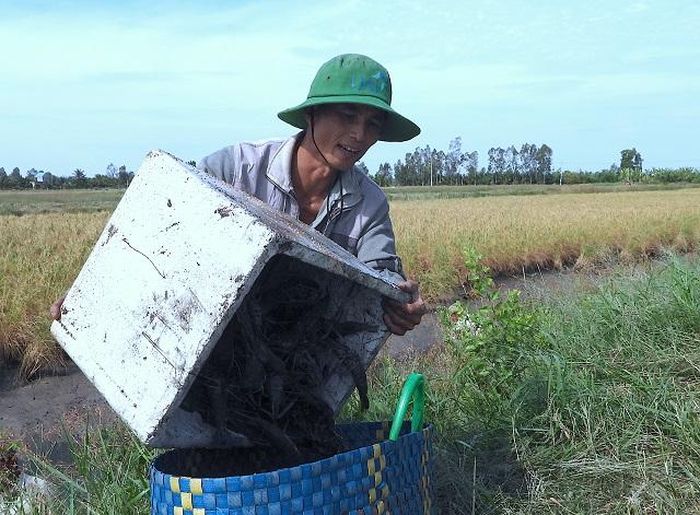 Nhà nông xã Biển Bạch Đông vận chuyển tôm càng xanh từ đồng lúa vào nhà.