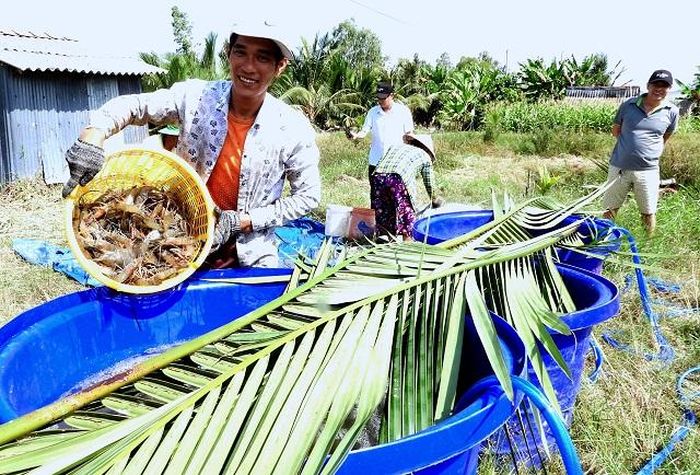 Niềm vui trúng vụ tôm càng xanh của nông dân xã Biển Bạch Đông.