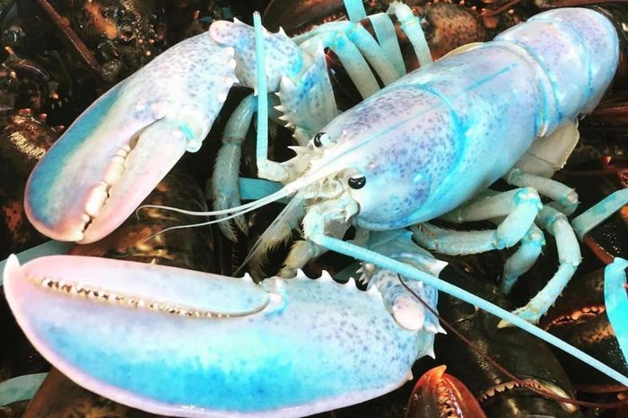 Loại tôm hùm hiếm nhất, hơn cả tỷ lệ 1:50 triệu, là con mang màu pha lê hay còn được biết đến với tên "tôm hùm bạch tạng". Cách đây vài năm, hai ngư dân Anh đã bắt được một con tôm hùm bạch tạng 30 tuổi ở vịnh Dorset. Đây mới là con thứ 3 xuất hiện tại Anh trong 30 năm qua. Thông thường, tôm hùm thường ngụy trang nhờ lớp vỏ màu tối để tránh kẻ thù tấn công. Việc một con tôm màu pha lê nổi bật sống sót 30 năm là điều phi thường. Ảnh: NatGeo.